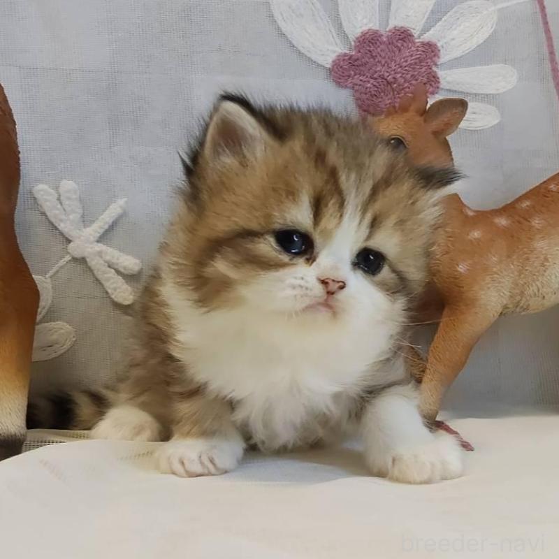 販売中の熊本県のラガマフィン-136702の4枚目