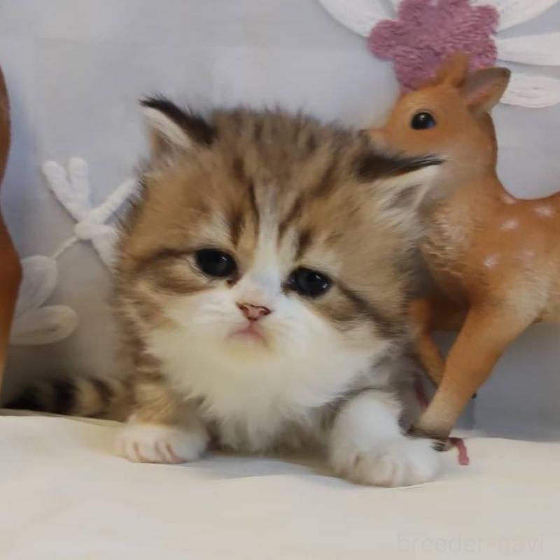 販売中の熊本県のラガマフィン-136702の3枚目