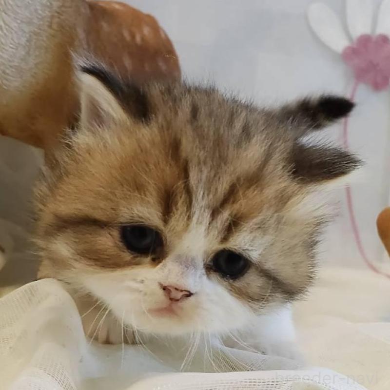 販売中の熊本県のラガマフィン-136702の2枚目