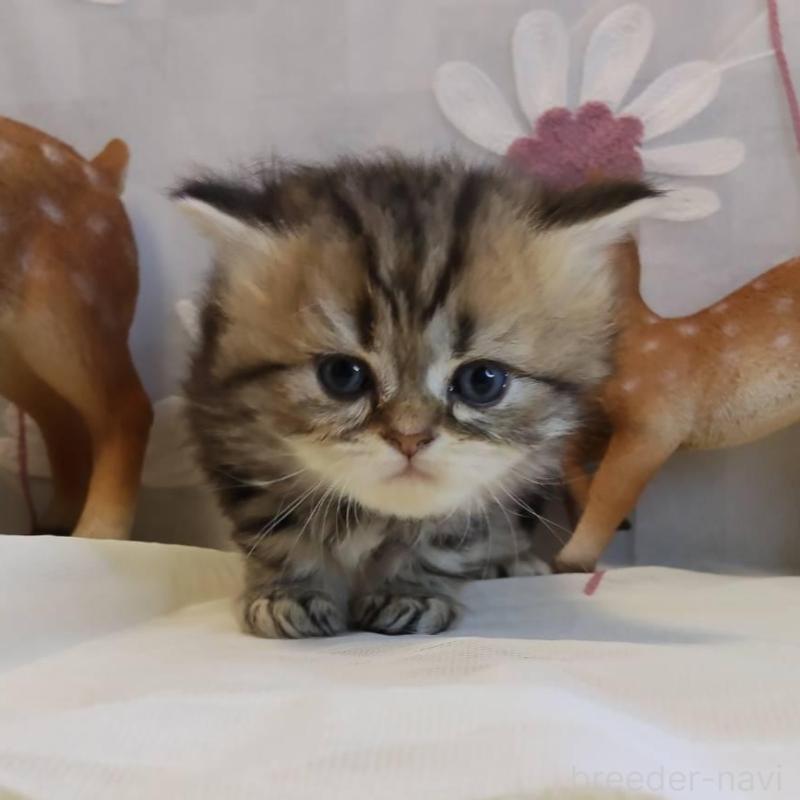 販売中の熊本県のラガマフィン-136703の3枚目