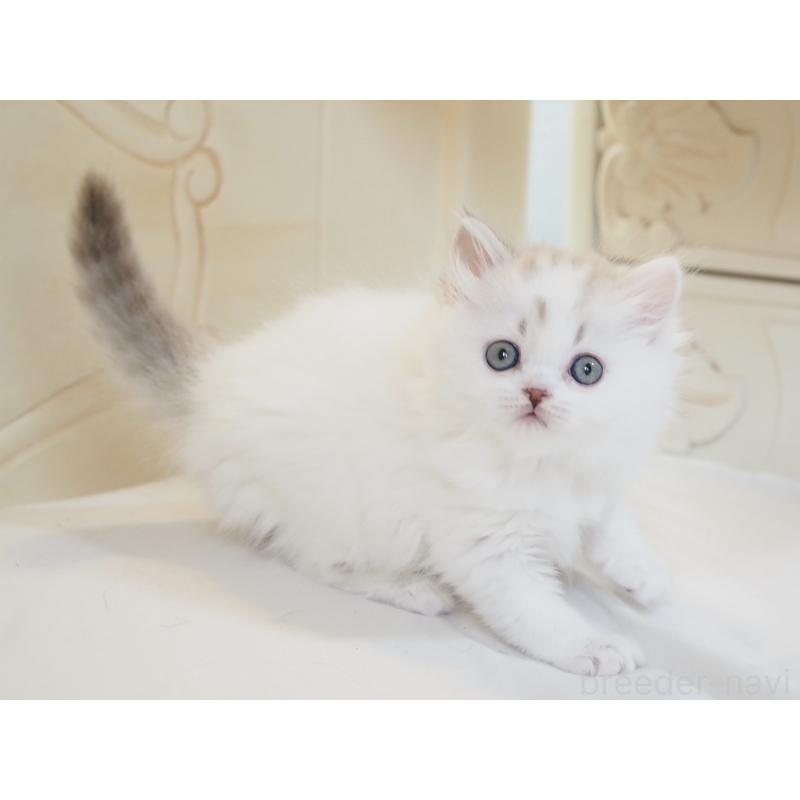 販売中の千葉県のスコティッシュストレート-136704の5枚目