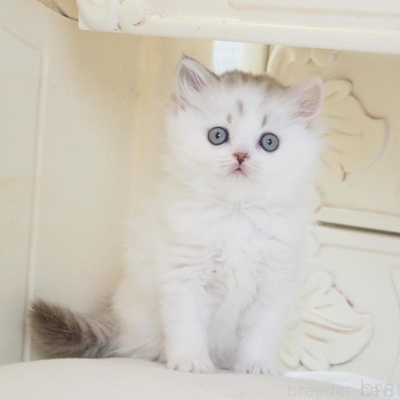 販売中の千葉県のスコティッシュストレート-136704の4枚目