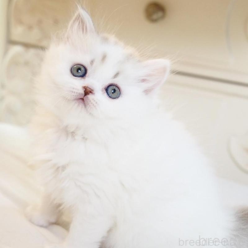 販売中の千葉県のスコティッシュストレート-136704の3枚目