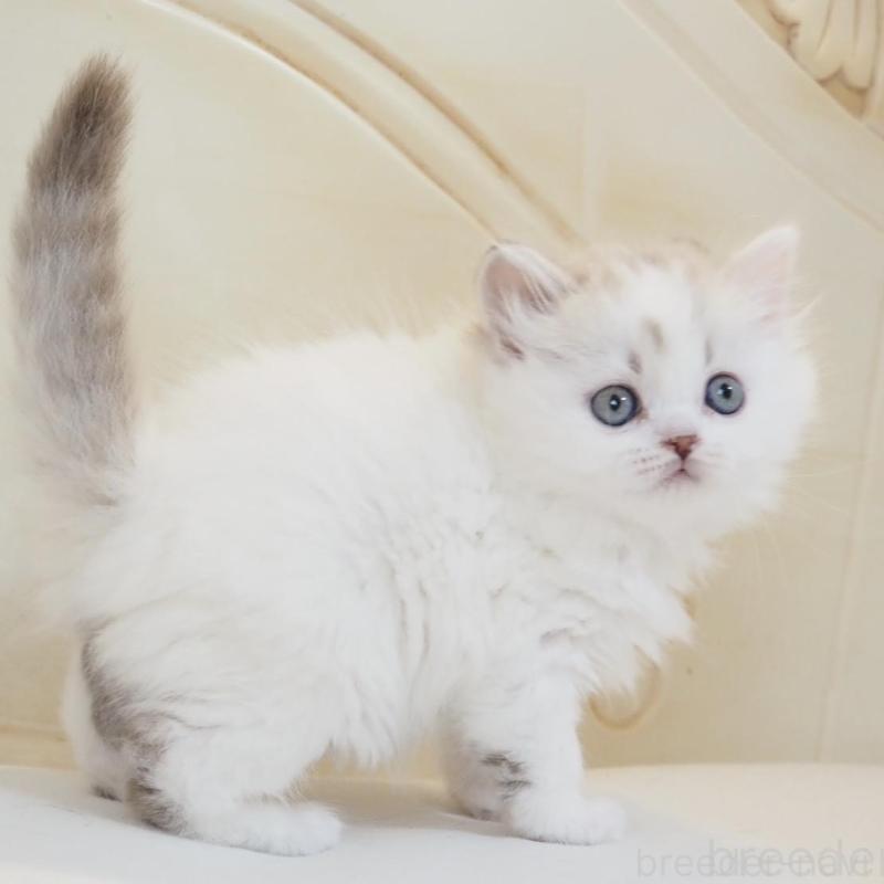 販売中の千葉県のスコティッシュストレート-136704の2枚目