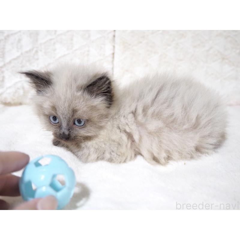 販売中の大阪府のサイベリアン-134639の8枚目