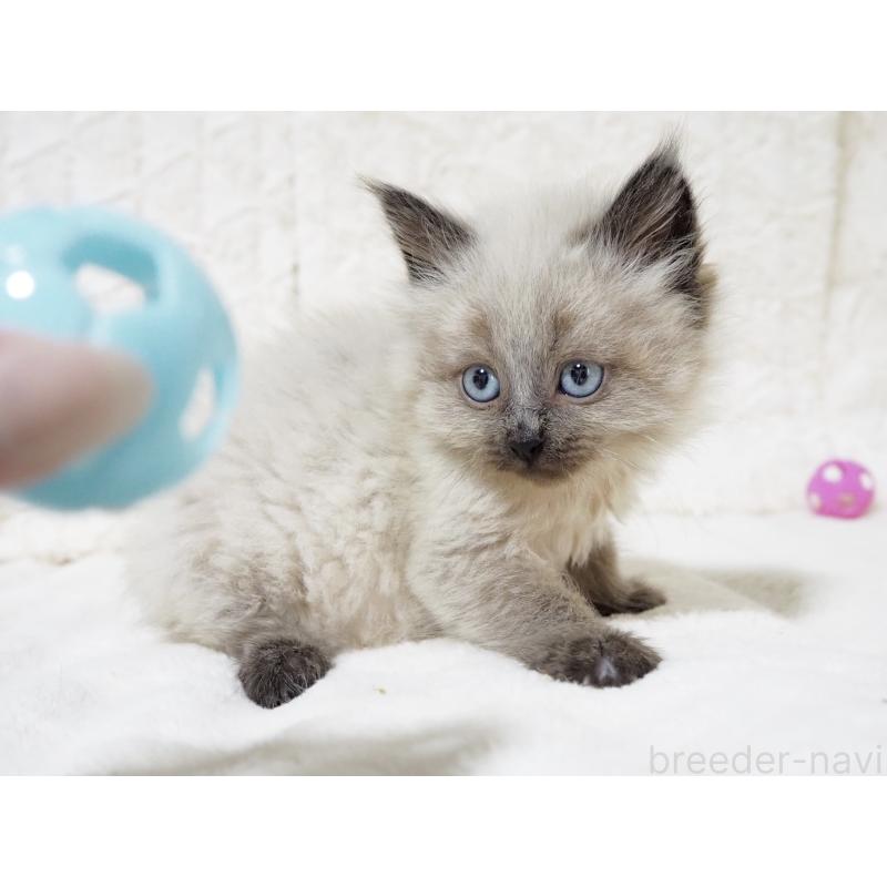 販売中の大阪府のサイベリアン-134639の6枚目