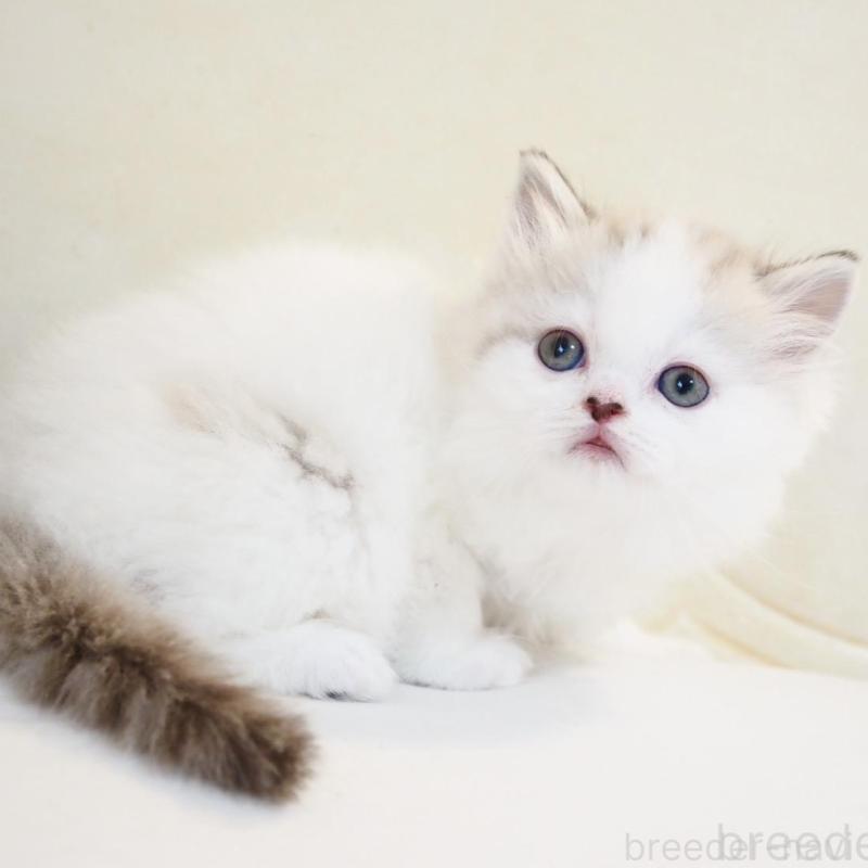 販売中の千葉県のスコティッシュストレート-136705の5枚目