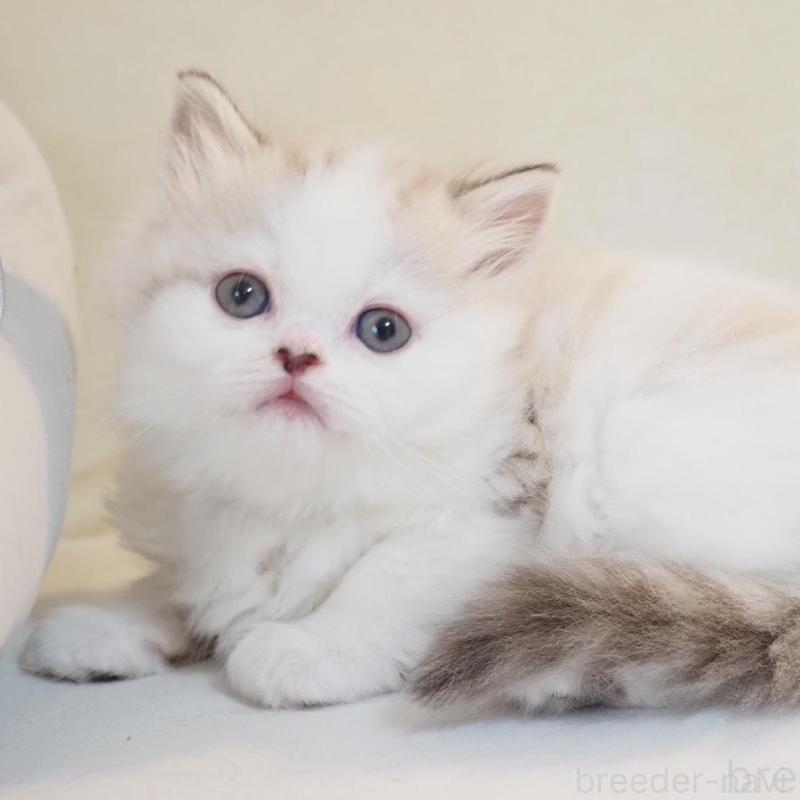 販売中の千葉県のスコティッシュストレート-136705