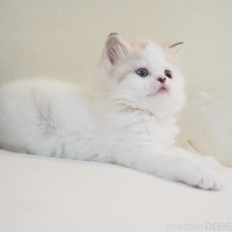 販売中の千葉県のスコティッシュストレート-136705の4枚目