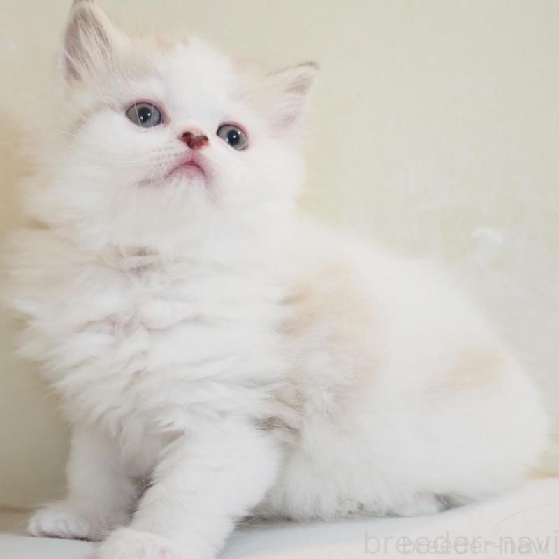 販売中の千葉県のスコティッシュストレート-136705の3枚目