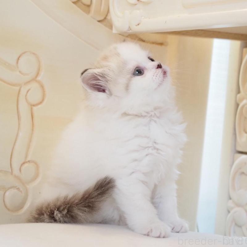 販売中の千葉県のスコティッシュストレート-136705の2枚目