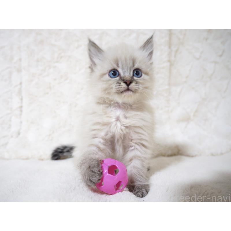 販売中の大阪府のサイベリアン-134637の10枚目