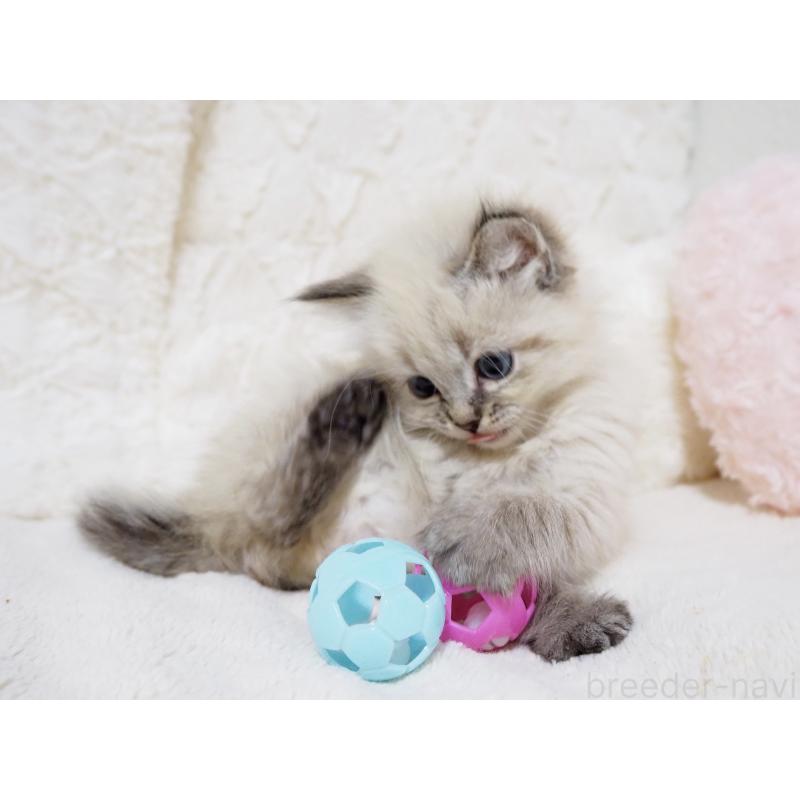 販売中の大阪府のサイベリアン-134637の8枚目