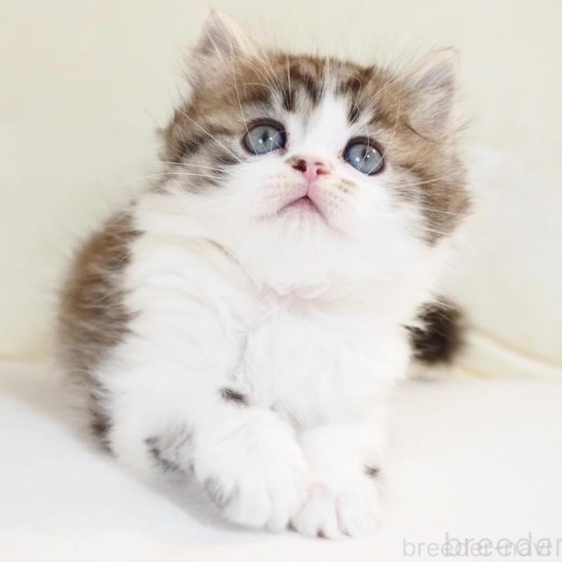 販売中の千葉県のスコティッシュストレート-136706