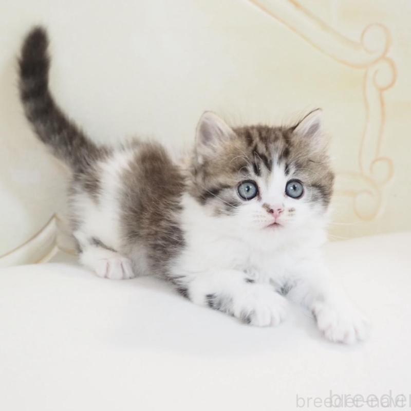 販売中の千葉県のスコティッシュストレート-136706の5枚目