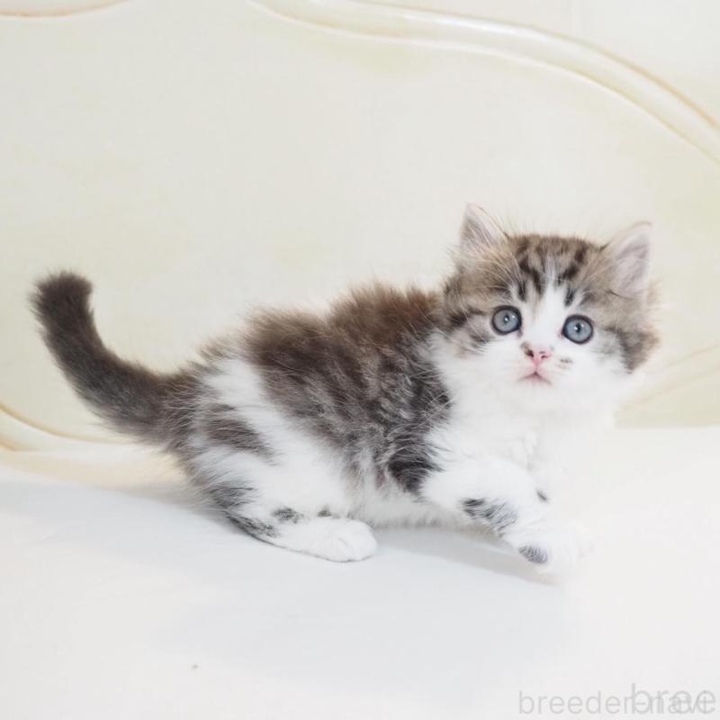 販売中の千葉県のスコティッシュストレート-136706の4枚目