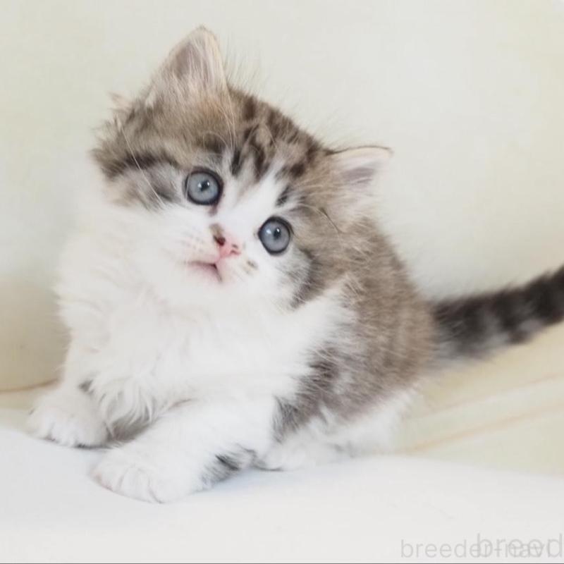 販売中の千葉県のスコティッシュストレート-136706の3枚目