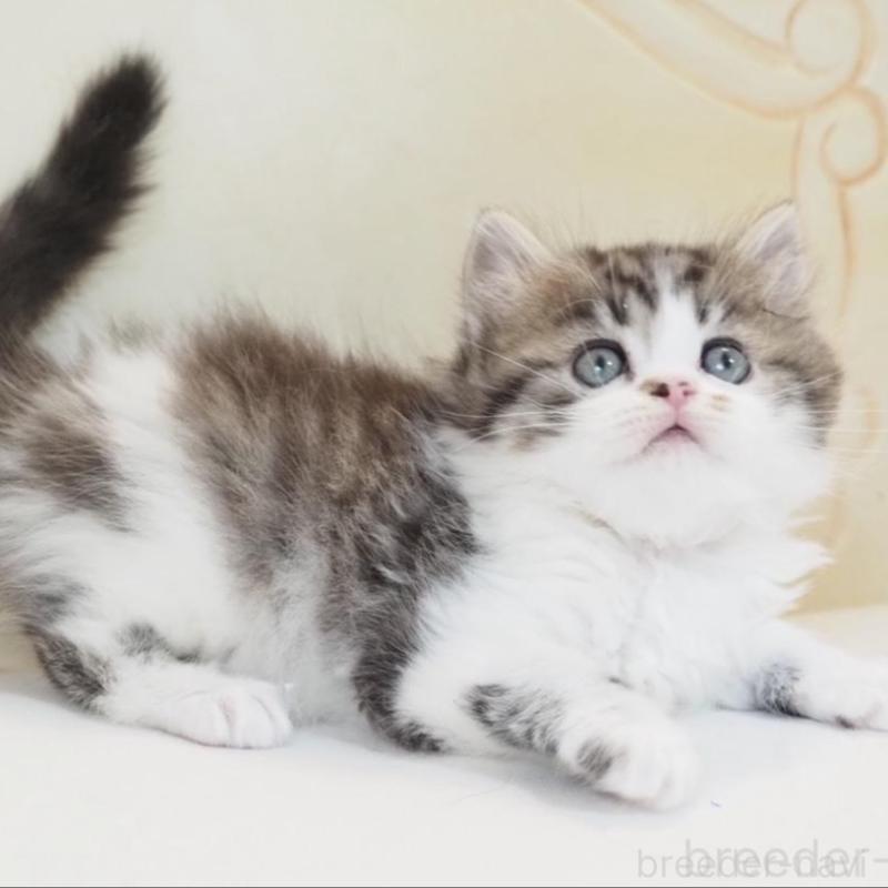 販売中の千葉県のスコティッシュストレート-136706の2枚目