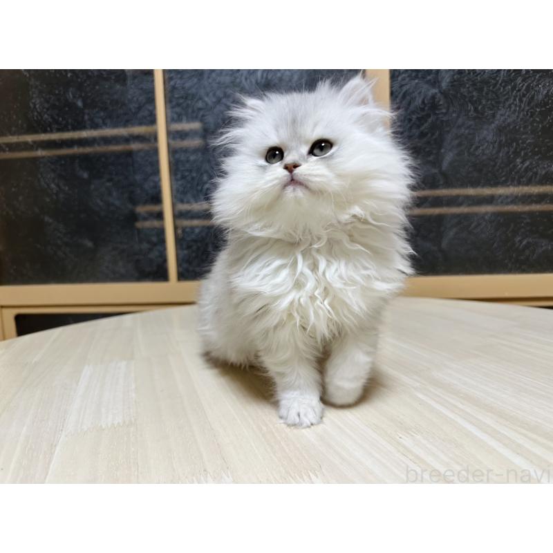 販売中の千葉県のミヌエット-133773の2枚目