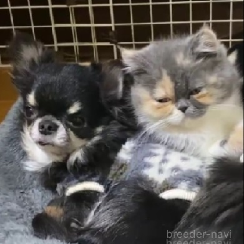 販売中の徳島県のエキゾチックショートヘア-136710の5枚目