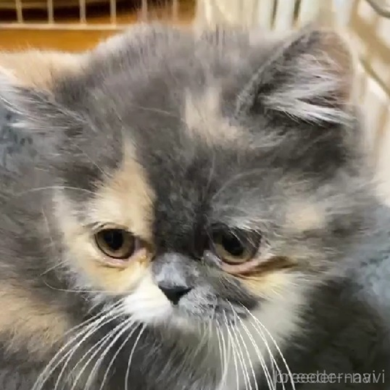 販売中の徳島県のエキゾチックショートヘア-136710の3枚目