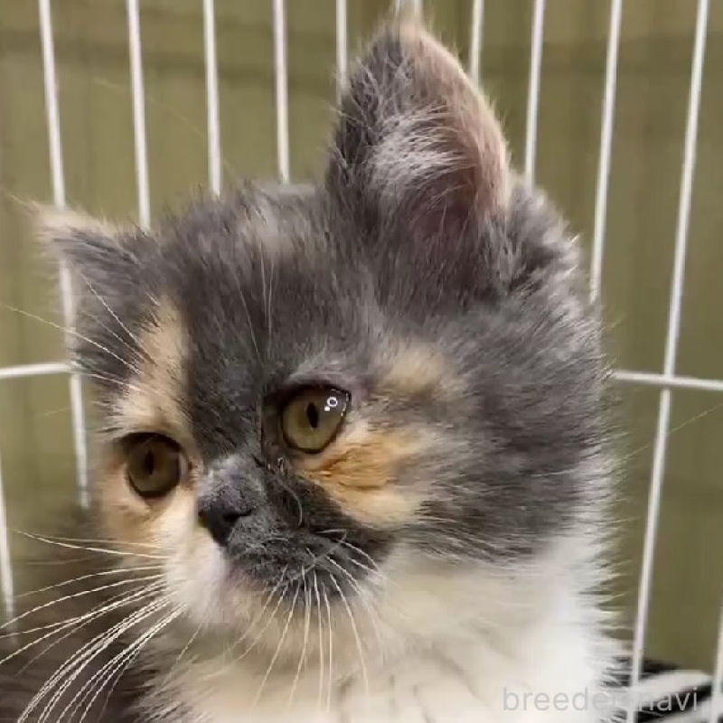 販売中の徳島県のエキゾチックショートヘア-136710の2枚目