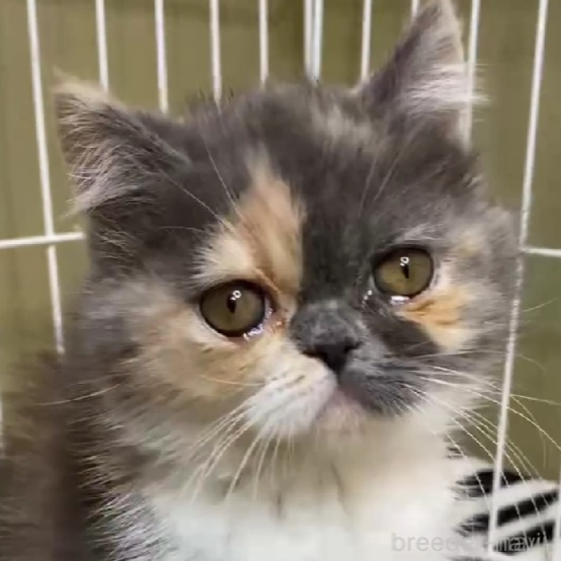 販売中の徳島県のエキゾチックショートヘア-136710