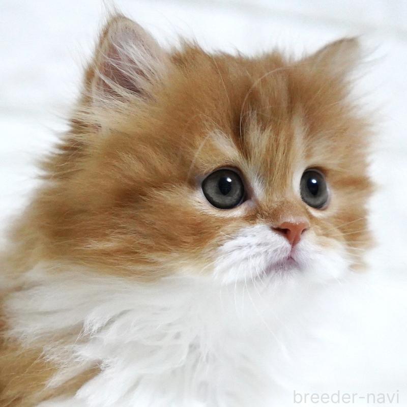 成約済の愛知県のスコティッシュフォールド-136736の15枚目