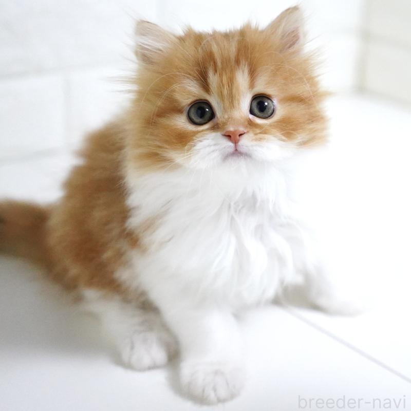 成約済の愛知県のスコティッシュフォールド-136736の14枚目