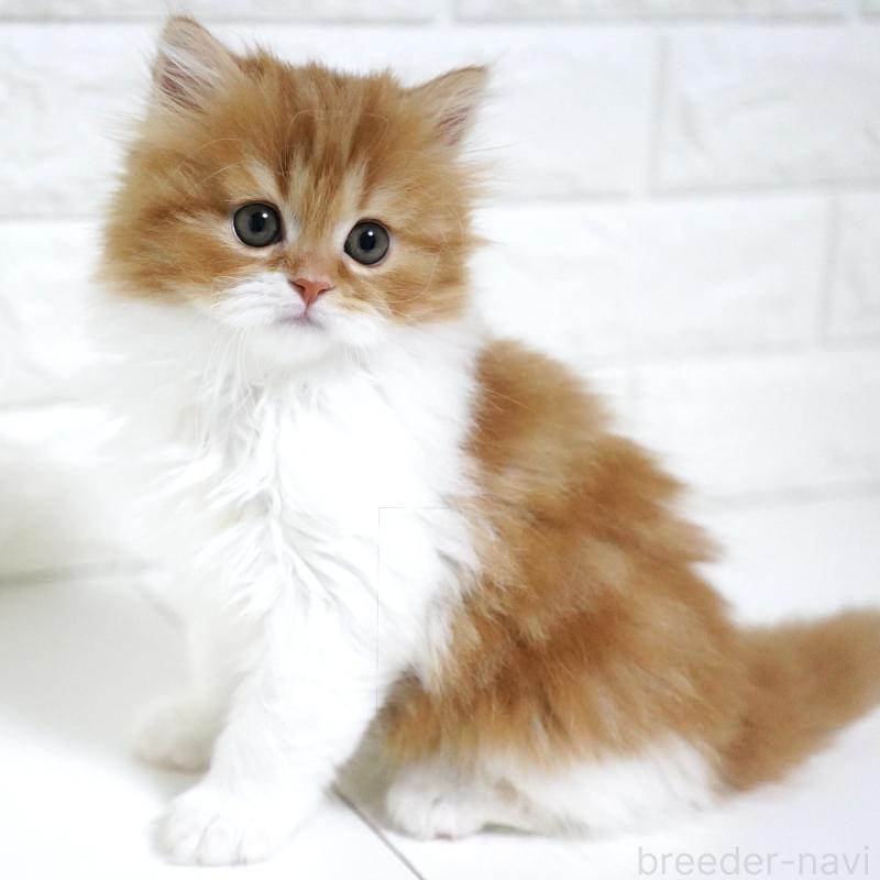 成約済の愛知県のスコティッシュフォールド-136736の13枚目