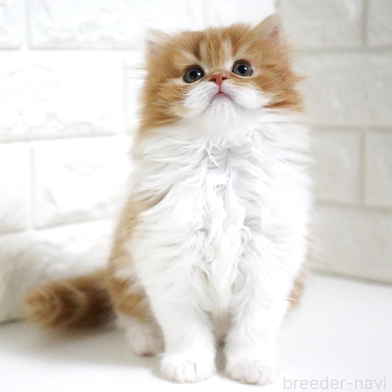 成約済の愛知県のスコティッシュフォールド-136736の12枚目