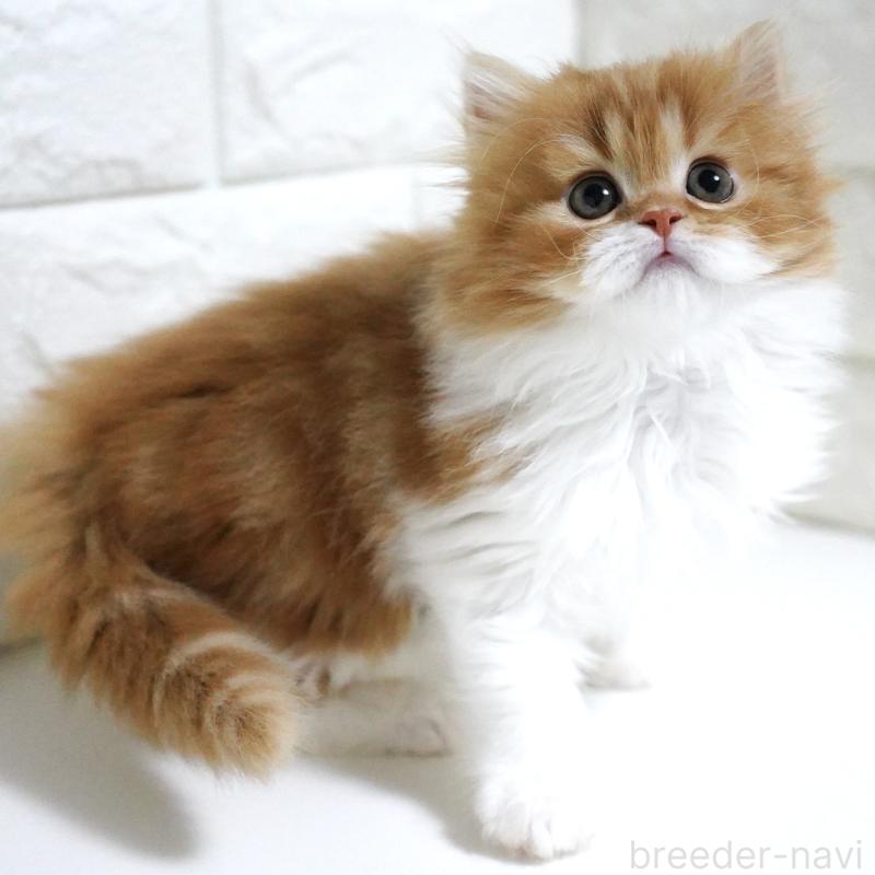 成約済の愛知県のスコティッシュフォールド-136736の11枚目