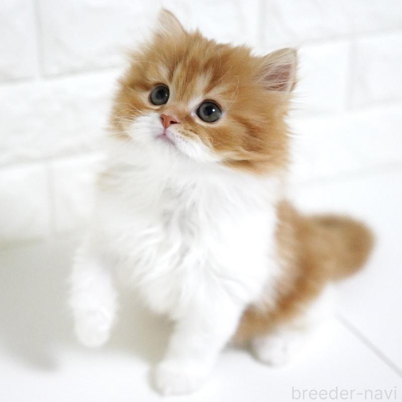 成約済の愛知県のスコティッシュフォールド-136736の10枚目