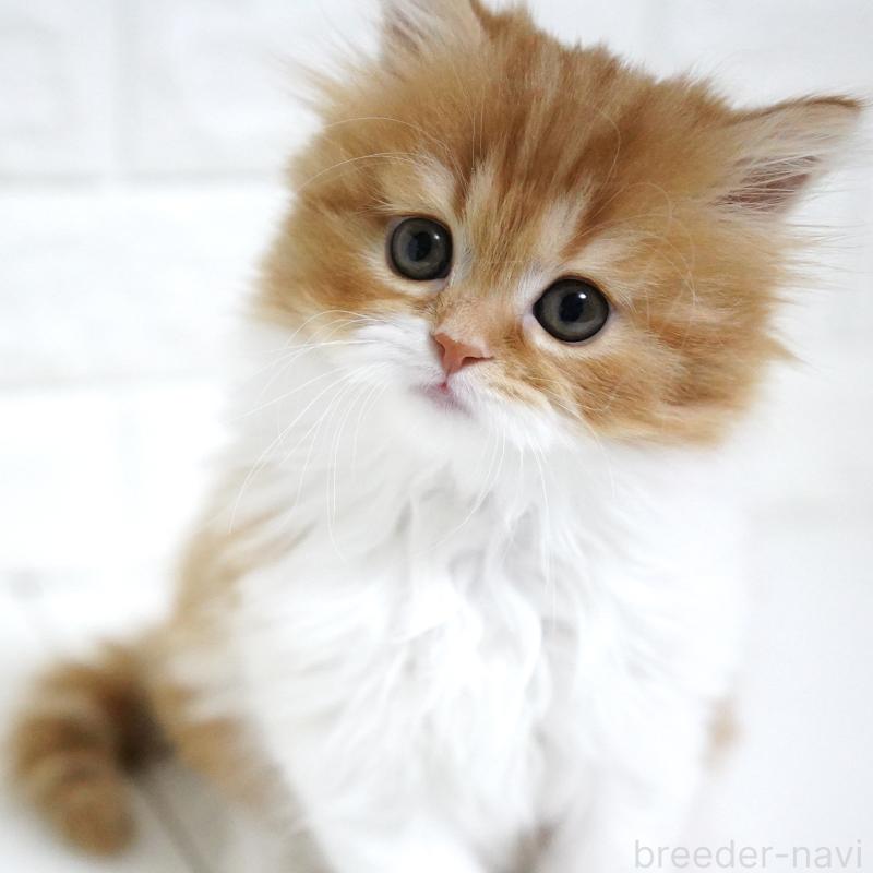 成約済の愛知県のスコティッシュフォールド-136736の7枚目