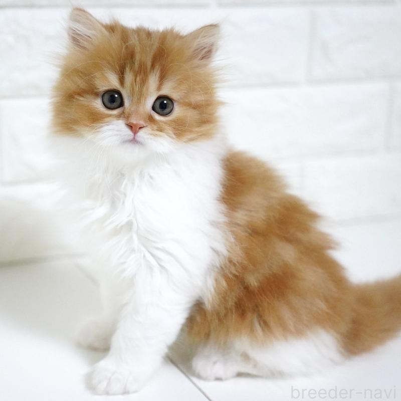 成約済の愛知県のスコティッシュフォールド-136736の6枚目