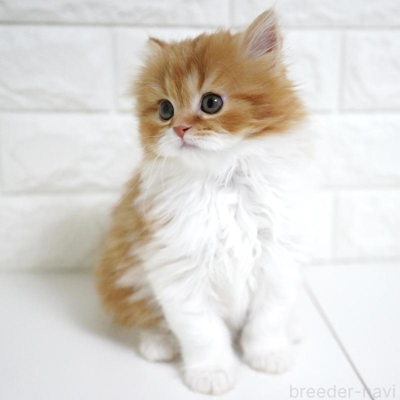 成約済の愛知県のスコティッシュフォールド-136736の5枚目