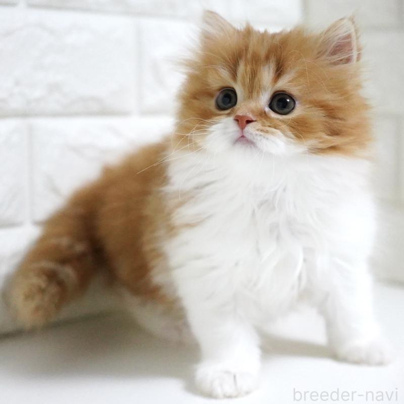 成約済の愛知県のスコティッシュフォールド-136736の4枚目