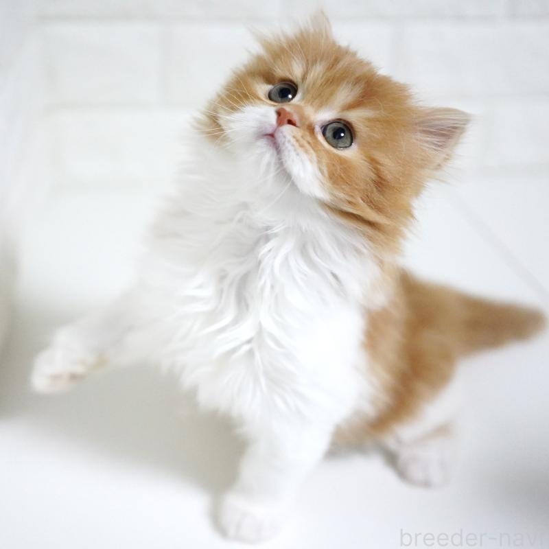 成約済の愛知県のスコティッシュフォールド-136736の3枚目