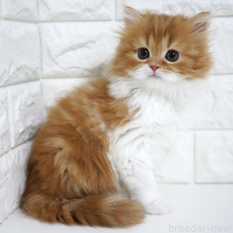 成約済の愛知県のスコティッシュフォールド-136736の2枚目