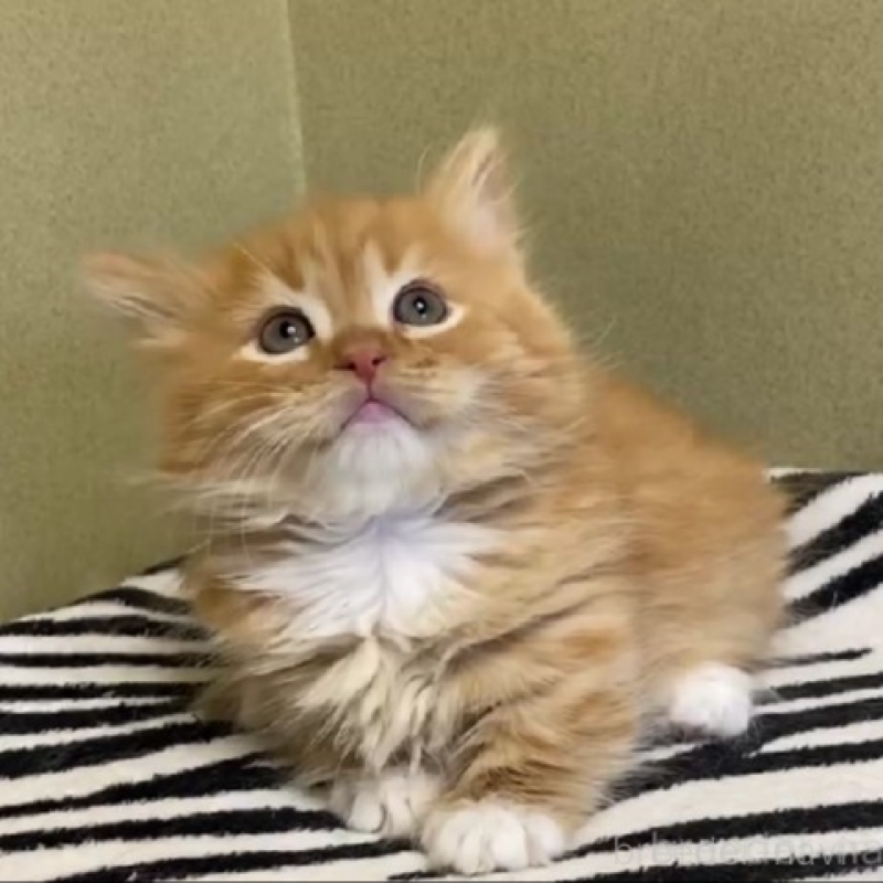 販売中の徳島県のミヌエット(短足)-136711の4枚目