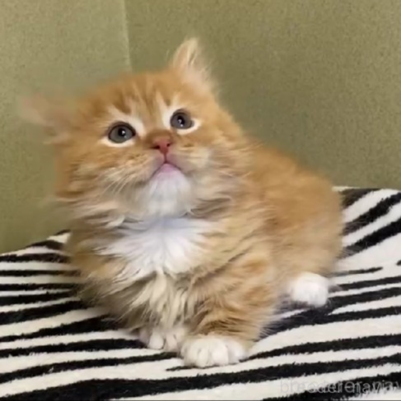 販売中の徳島県のミヌエット(短足)-136711の3枚目