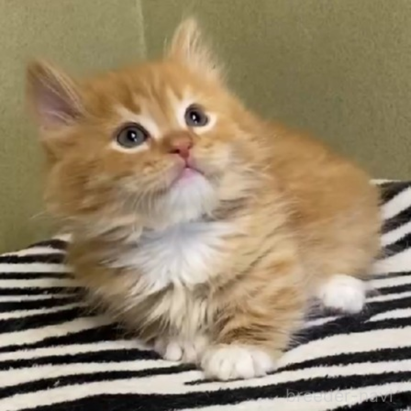 販売中の徳島県のミヌエット(短足)-136711の2枚目