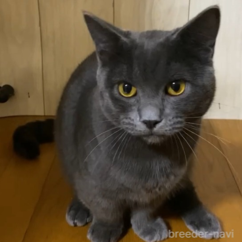 販売中の徳島県のマンチカン(短足)-119038