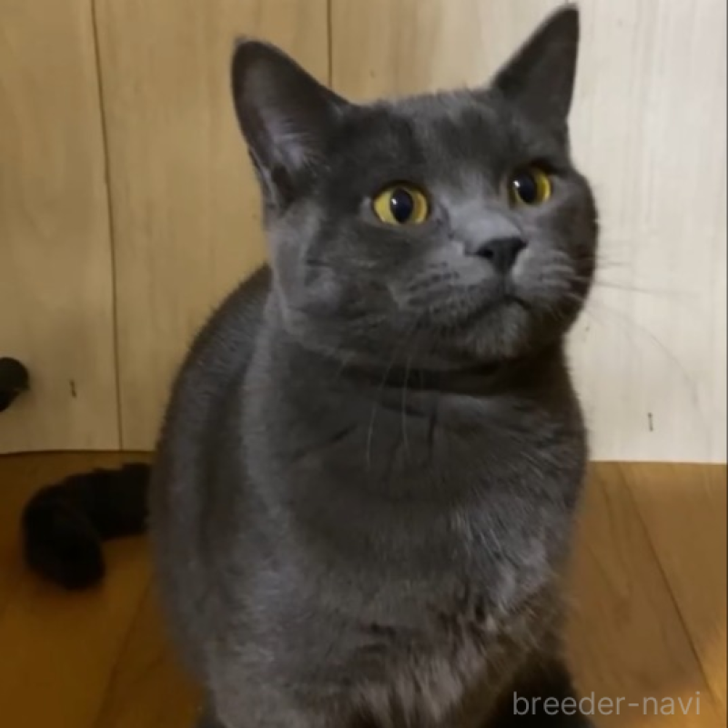 販売中の徳島県のマンチカン(短足)-119038の3枚目