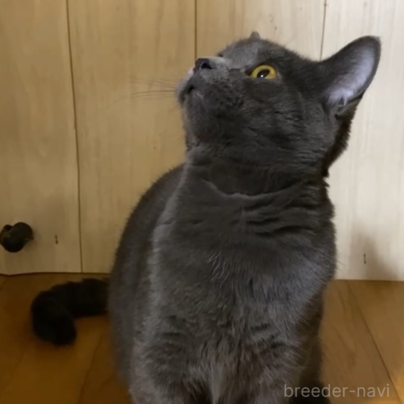 販売中の徳島県のマンチカン(短足)-119038の2枚目