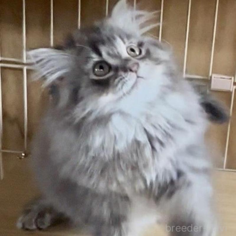 販売中の和歌山県のサイベリアン-136712の6枚目