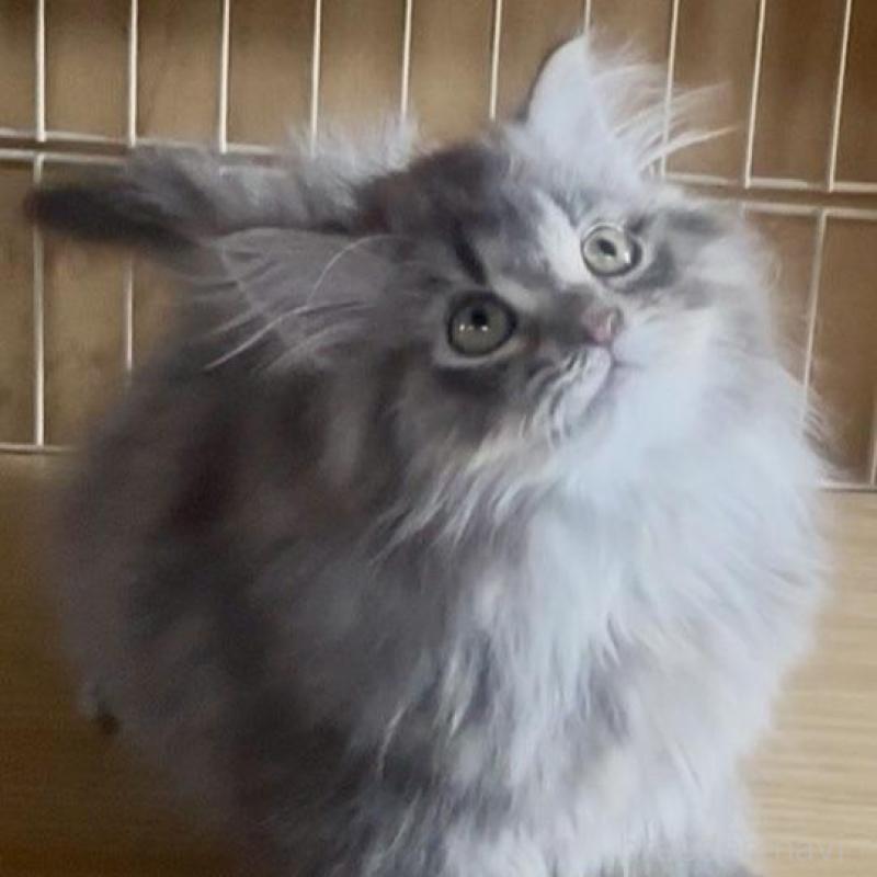 販売中の和歌山県のサイベリアン-136712の5枚目