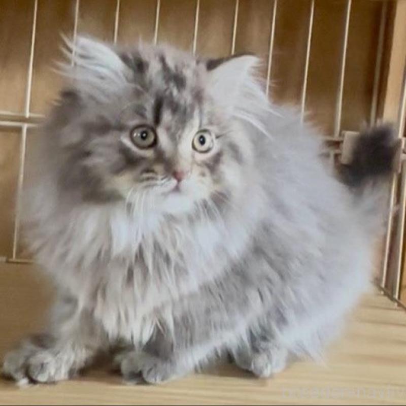 販売中の和歌山県のサイベリアン-136712の3枚目