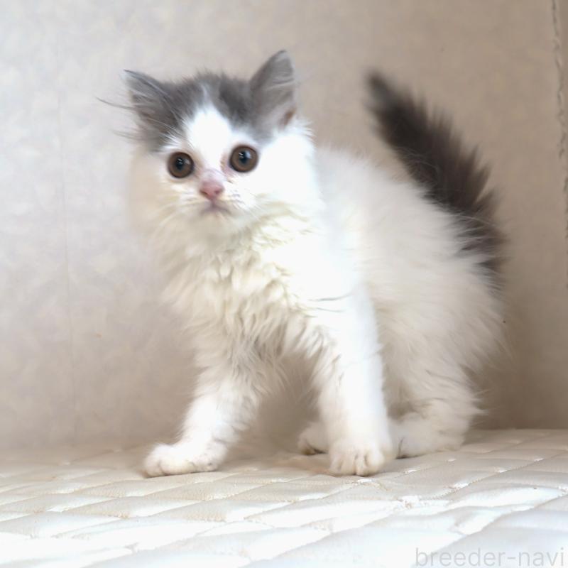 販売中の静岡県のブリティッシュロングヘア-133527の19枚目