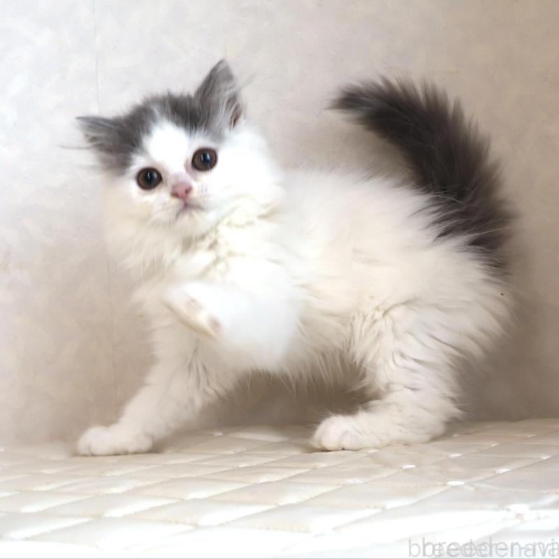 販売中の静岡県のブリティッシュロングヘア-133527の18枚目